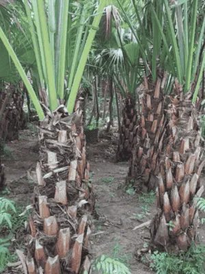 Cây Cọ Xẻ
