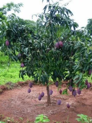 Cây Xoài Ngọc Vân