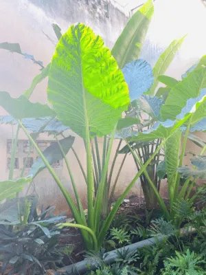 Cây Ráy Voi – ONGREEN