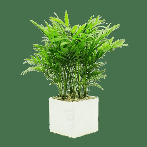 Cây Cau Tiểu Trâm