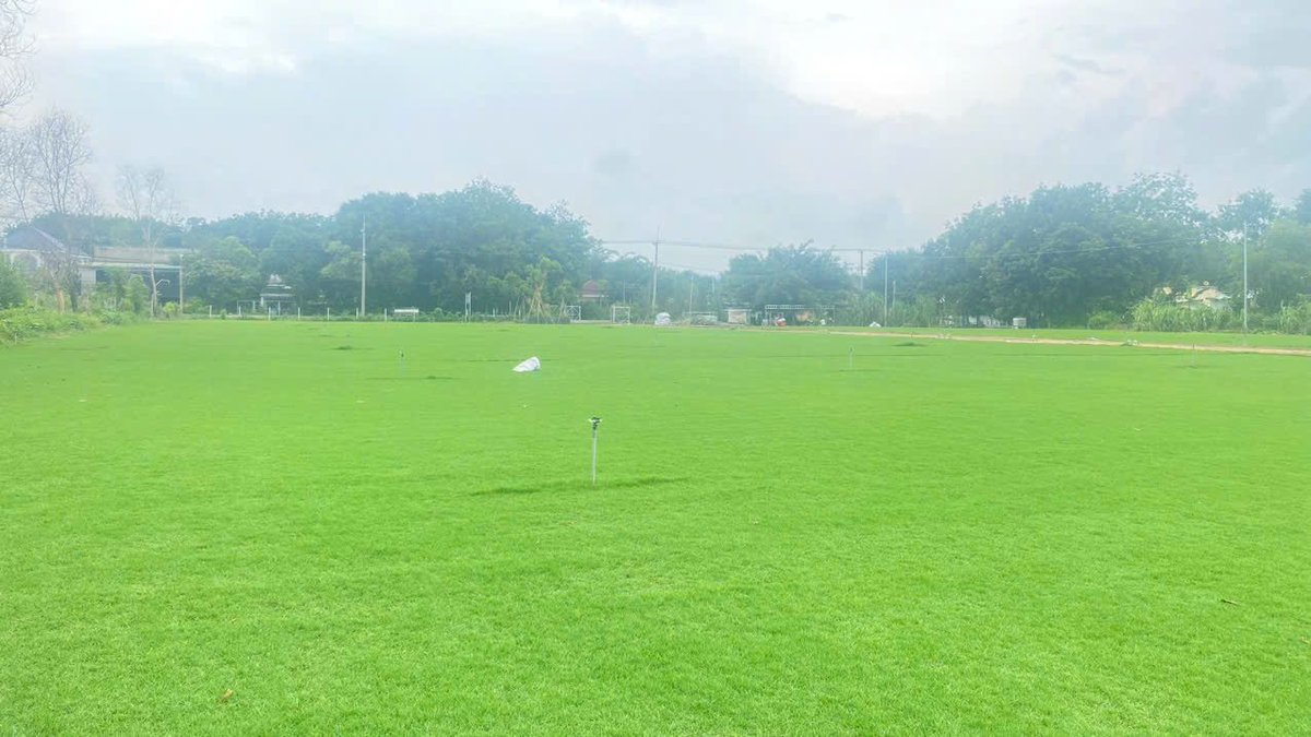 Cỏ Paspalum