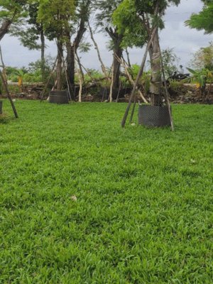 Cỏ Lá Gừng