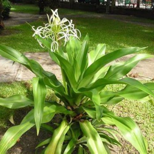 Đại TƯớng Quân