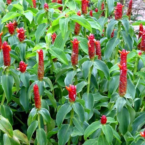 Phúc Lộc Thọ