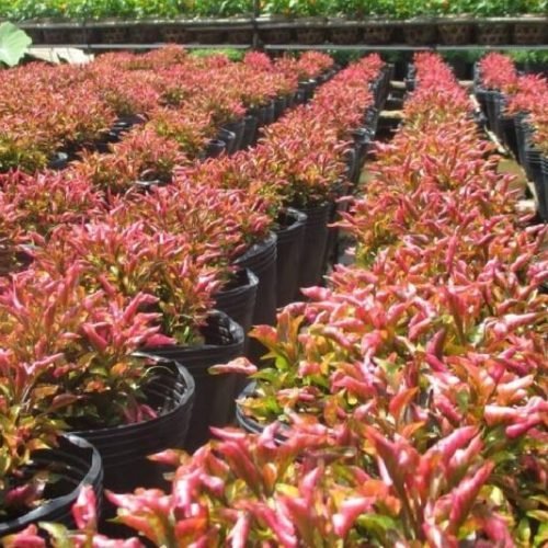 Diệu Kỷ Đỏ – ONGREEN