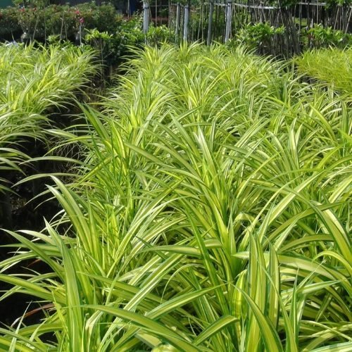 Dứa Vạn Phát
