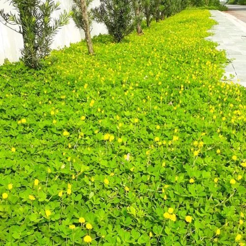 Cỏ Đậu Phộng