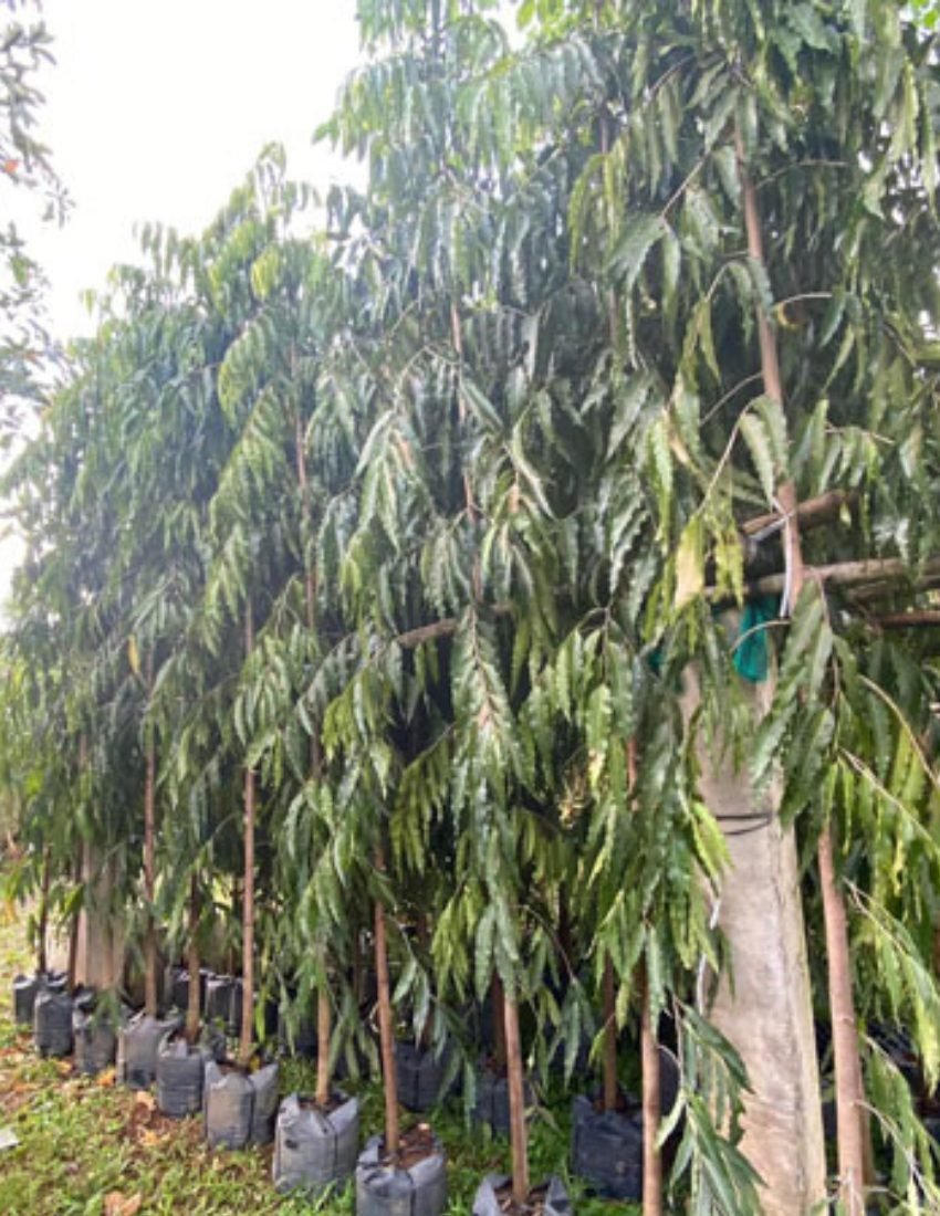 Cây Hoàng Nam