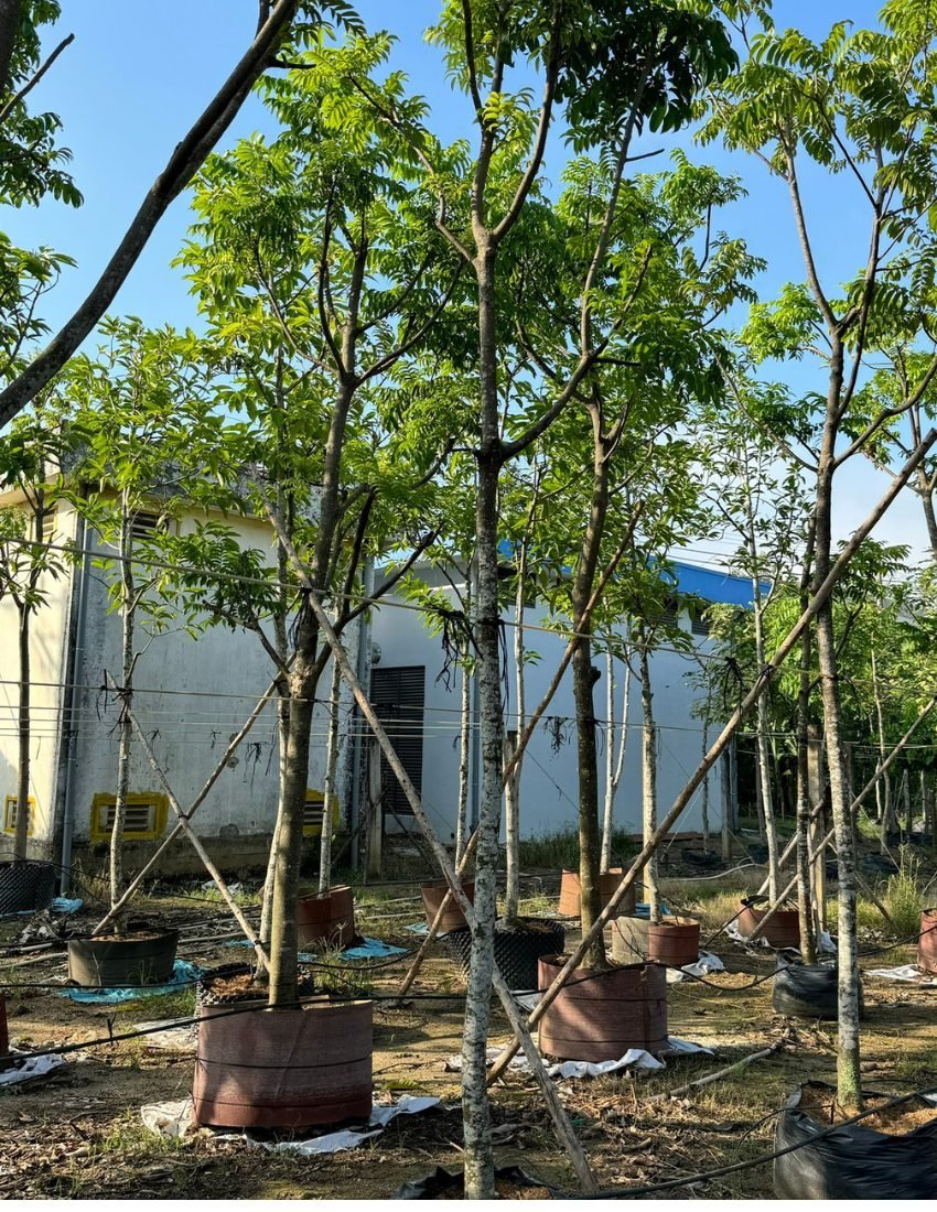 Cây Sấu