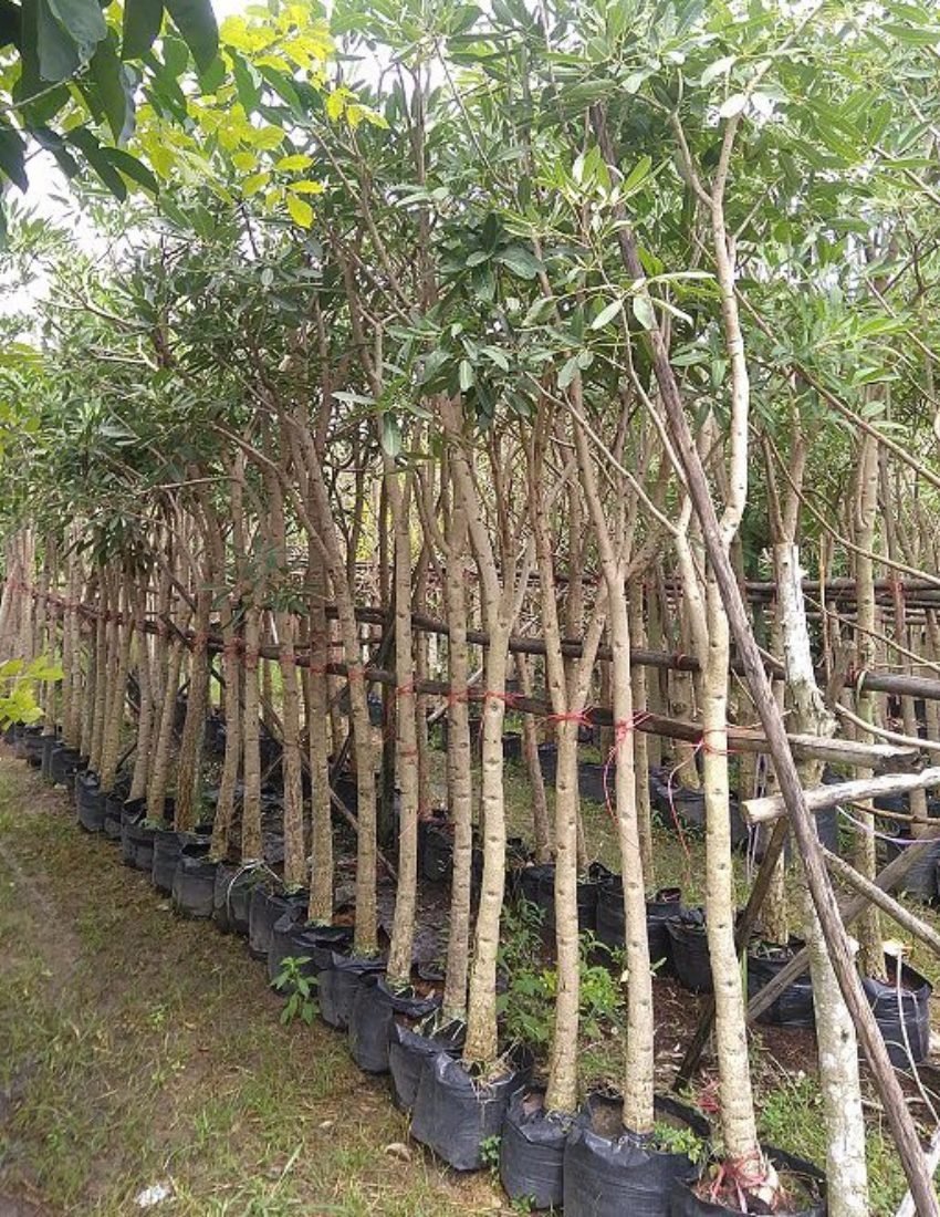 Cây Chuông Vàng
