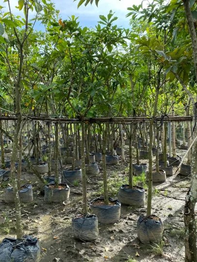 Cây Lộc Vừng
