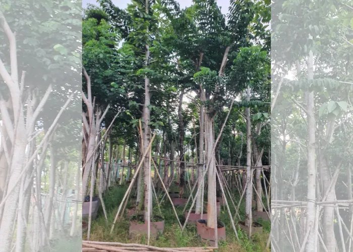Cung Cấp Cây Giáng Hương Tại Thủ Đức – Uy Tín, Giá Tốt, Cây Đẹp