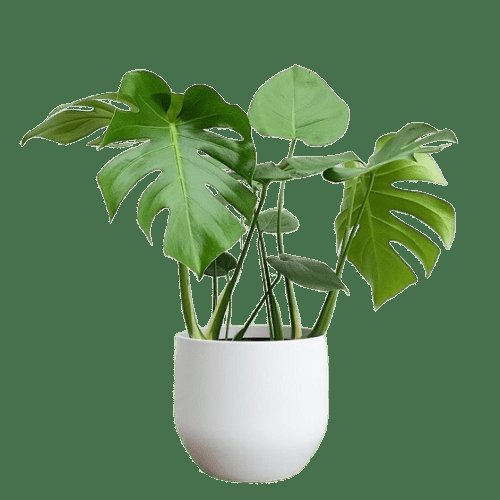 Cây Trầu Bà Nam Mỹ (MONSTERA DELIOSA)