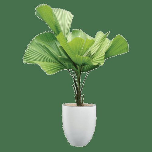 Cây Kè Nhật