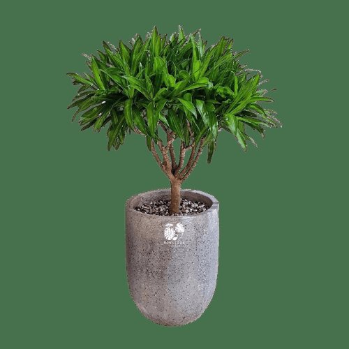 Cây Trúc Bách Hợp