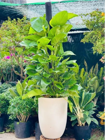Cây Trầu Bà Leo Cột