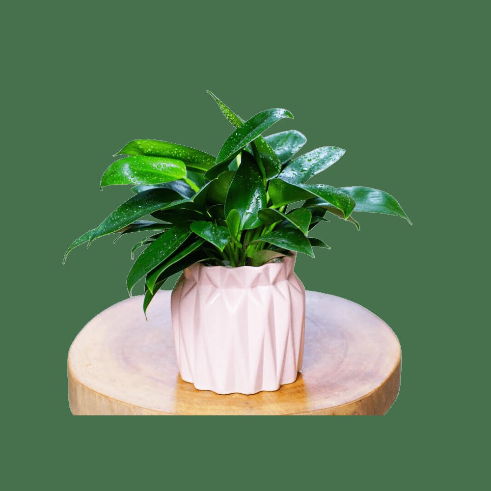 Cây Trầu Bà Xanh