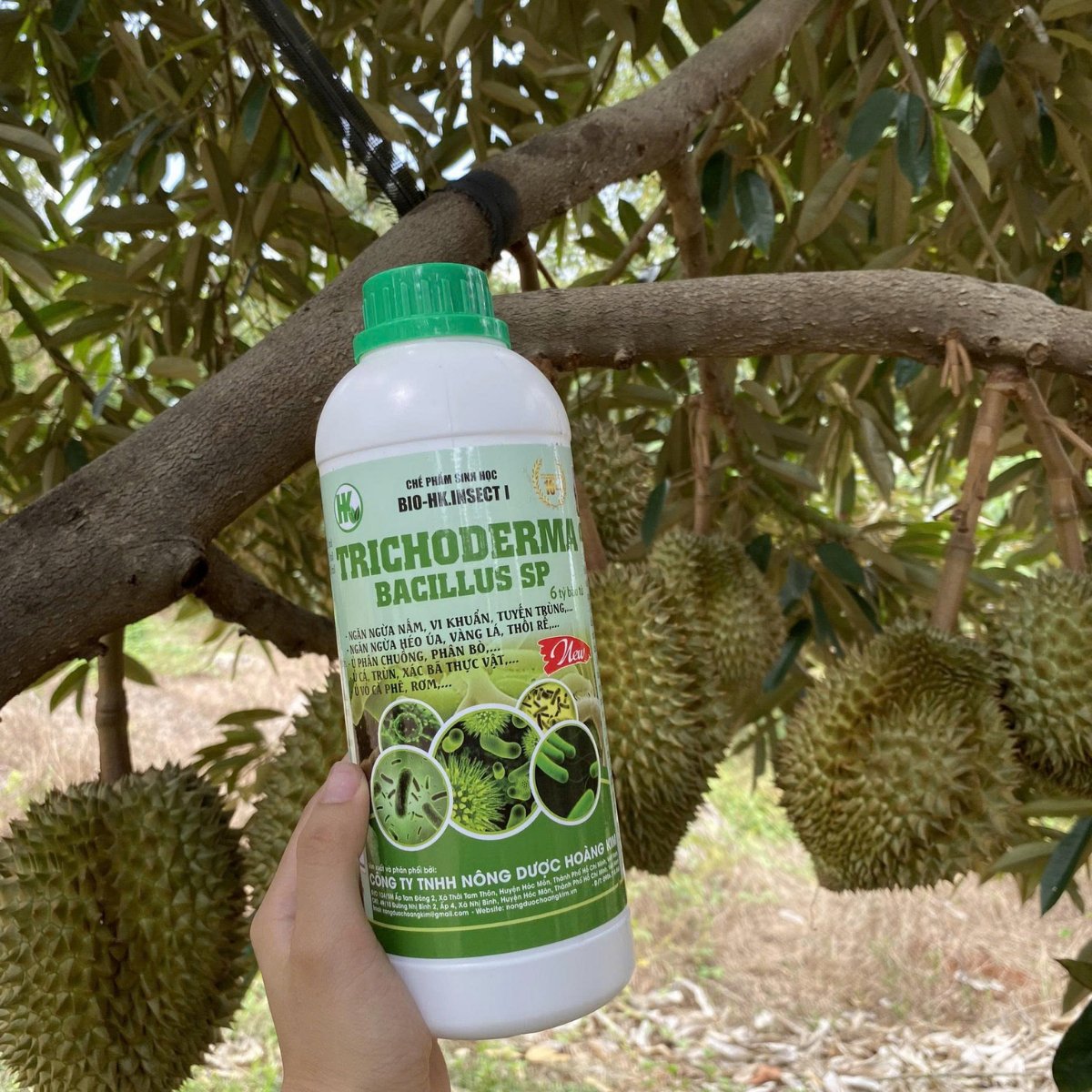Nấm TRICHODERMA BACILLUS Dạng Nước – Chai 1 Lít 3