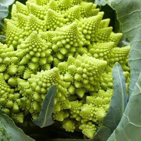 – Hạt giống Súp lơ san hô GREEN CAULIFLOWER 229 Rạng Đông – Gói 1 gram 2