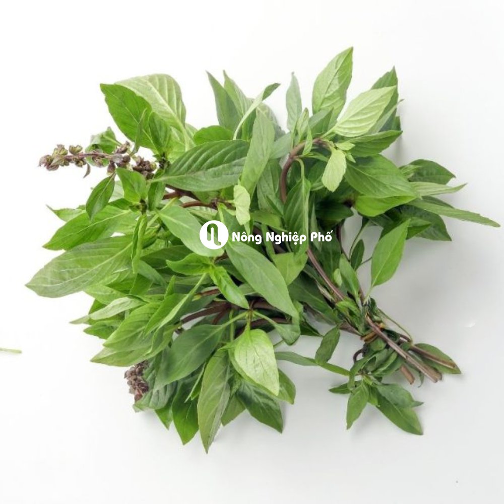 Hạt giống Rau húng quế lá to RADO 25 – Gói 10 gram 3