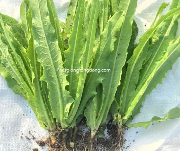 Hạt giống Rau diếp thơm (Xà lách lá nhọn) RADO 358 – Gói 10 gram 3