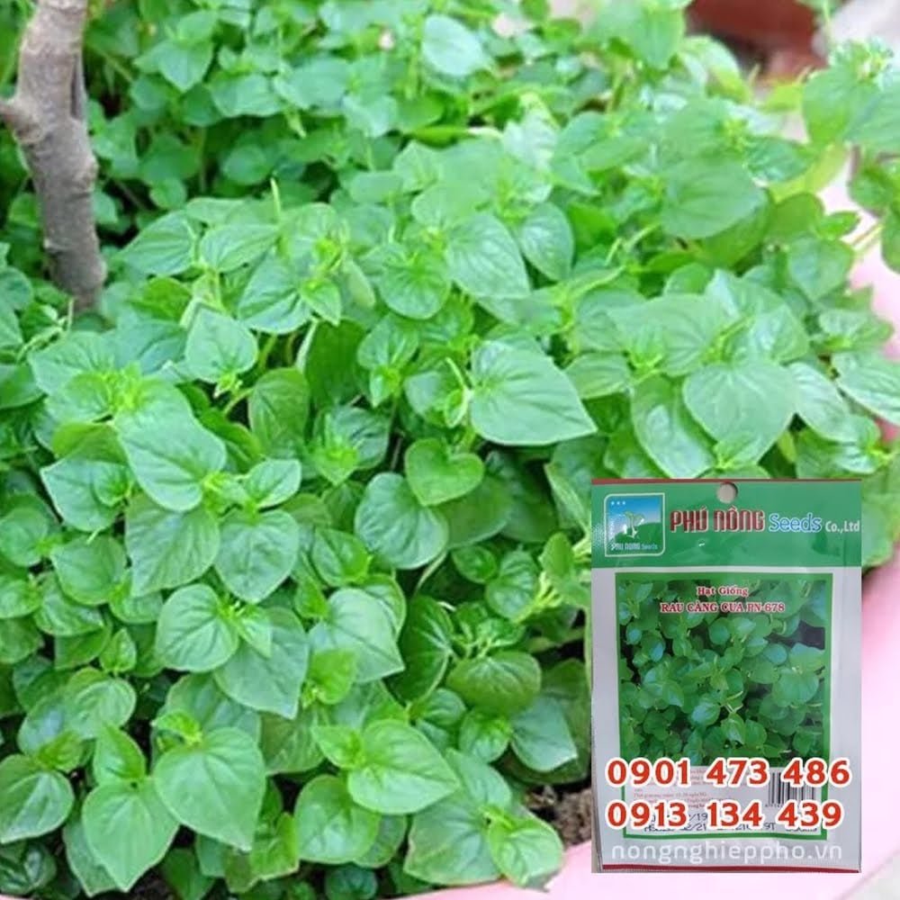 Hạt giống Rau càng cua PN 678 – Gói 0.5 gram 3