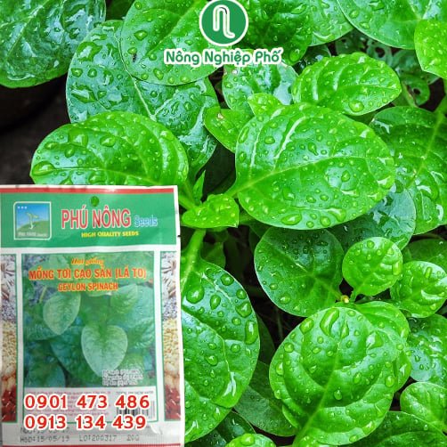 Hạt giống mồng tơi lá to PN 591 – Nảy mầm nhanh, trồng được quanh năm 3