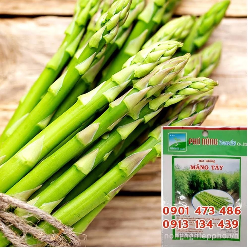Hạt giống Măng Tây PN – Gói 2 gram 2