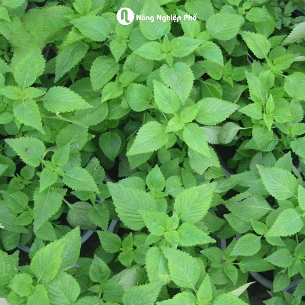 Hạt giống Kinh giới RADO 11 – Gói 1 gram 2