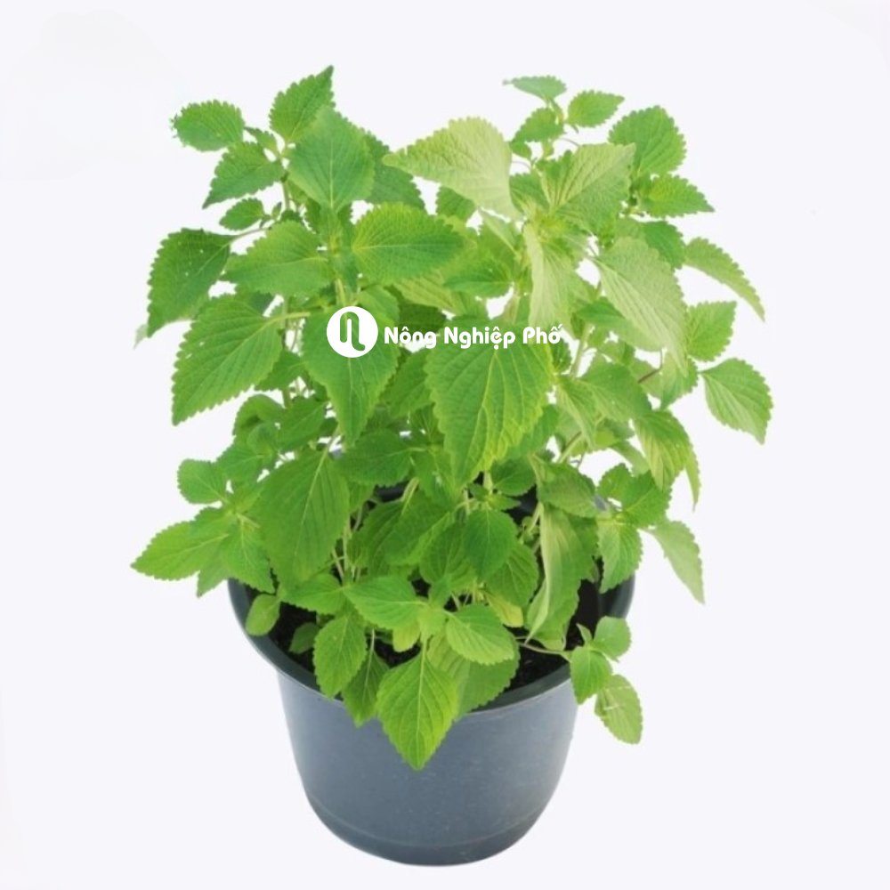 Hạt giống Kinh giới RADO 11 – Gói 1 gram 3