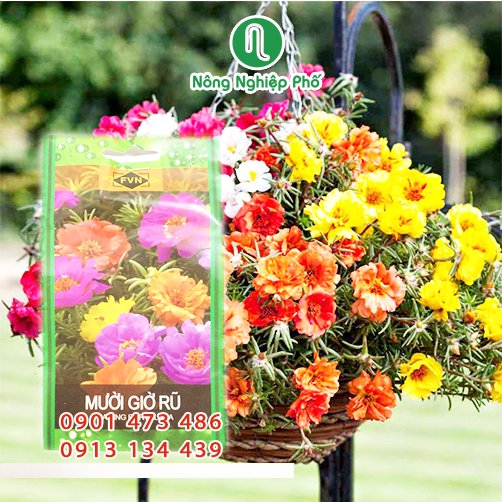 Hạt giống hoa Mười Giờ Rũ FVN – Gói 10 hạt 3
