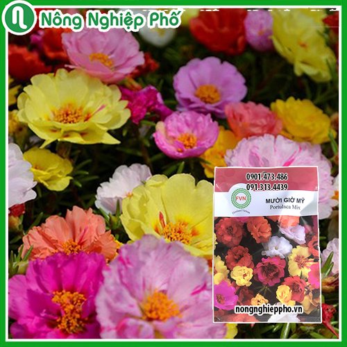 Hạt giống hoa Mười Giờ Mỹ FVN – Gói 10 hạt 3