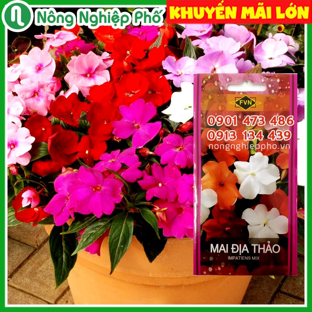 Hạt giống hoa Mai Địa Thảo Đơn Nhiều Màu FVN – Gói 15 hạt 2