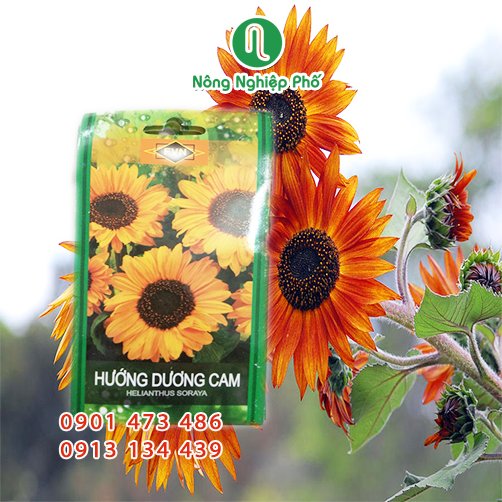 Hạt giống hoa Hướng Dương Cam FVN – Gói 12 hạt 3