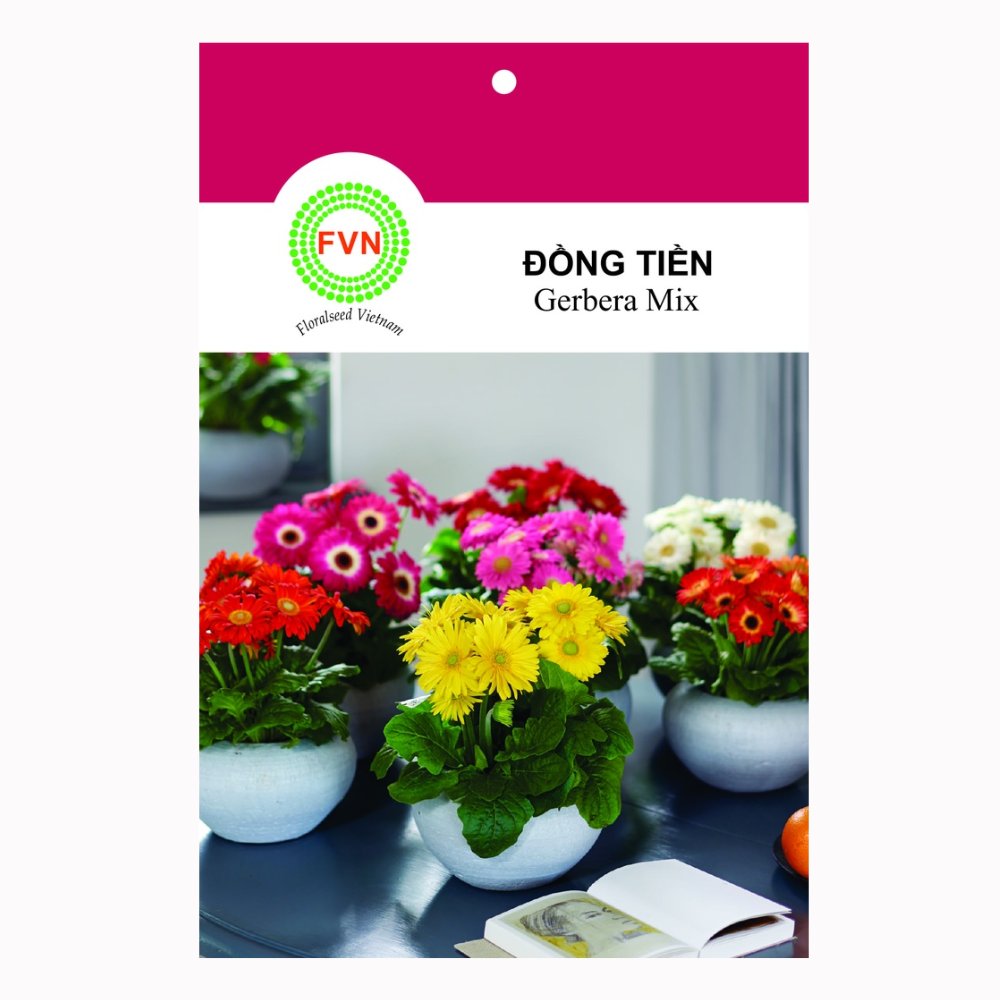 Hạt giống Hoa đồng tiền lùn Gerbera Mix FVN – Gói 5 hạt