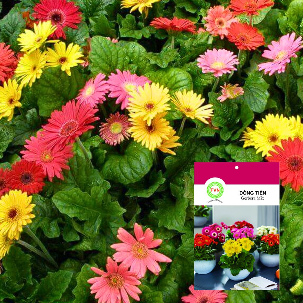 Hạt giống Hoa đồng tiền lùn Gerbera Mix FVN – Gói 5 hạt 2