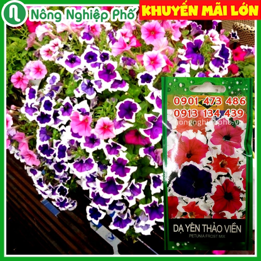 Hạt giống hoa Dạ Yên Thảo viền FVN – Gói 15 hạt 2