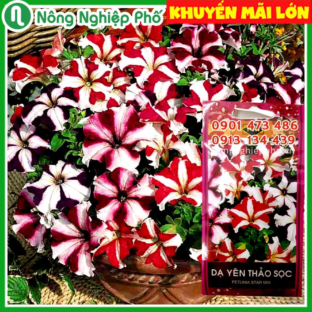 Hạt giống hoa Dạ Yên Thảo sọc FVN – Gói 15 hạt 2