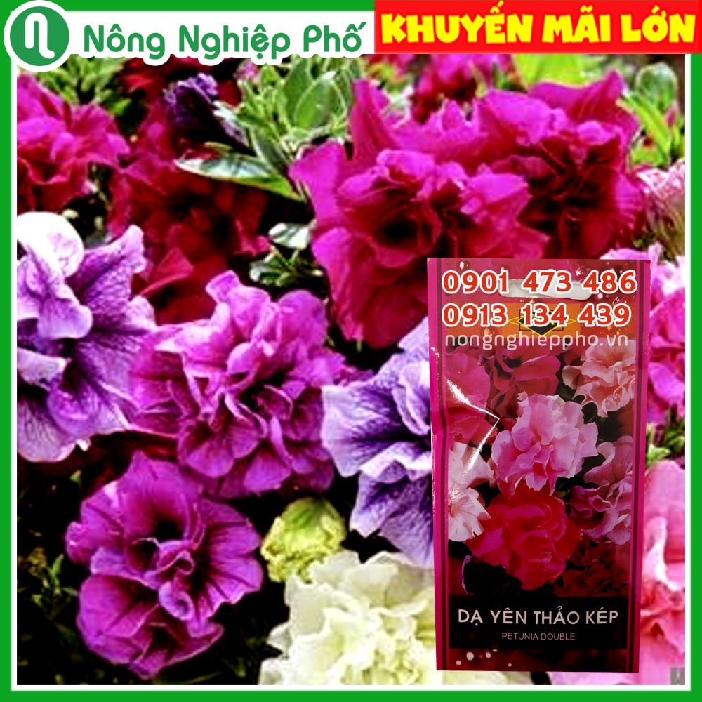 Hạt giống hoa Dạ Yên Thảo kép FVN – Gói 15 hạt 2