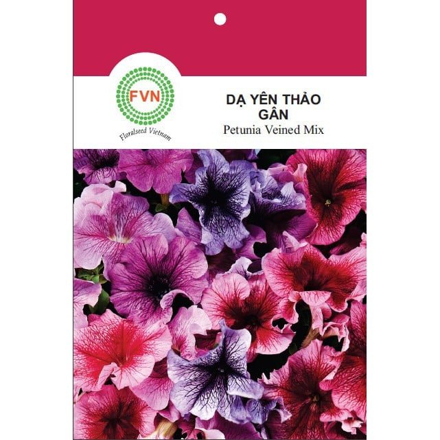Hạt giống Hoa Dạ Yên Thảo đứng gân nhiều màu FVN – Gói 15 hạt