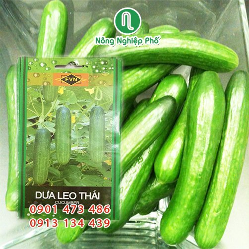 Hạt giống Dưa Leo Thái FVN – Gói 15 hạt 2