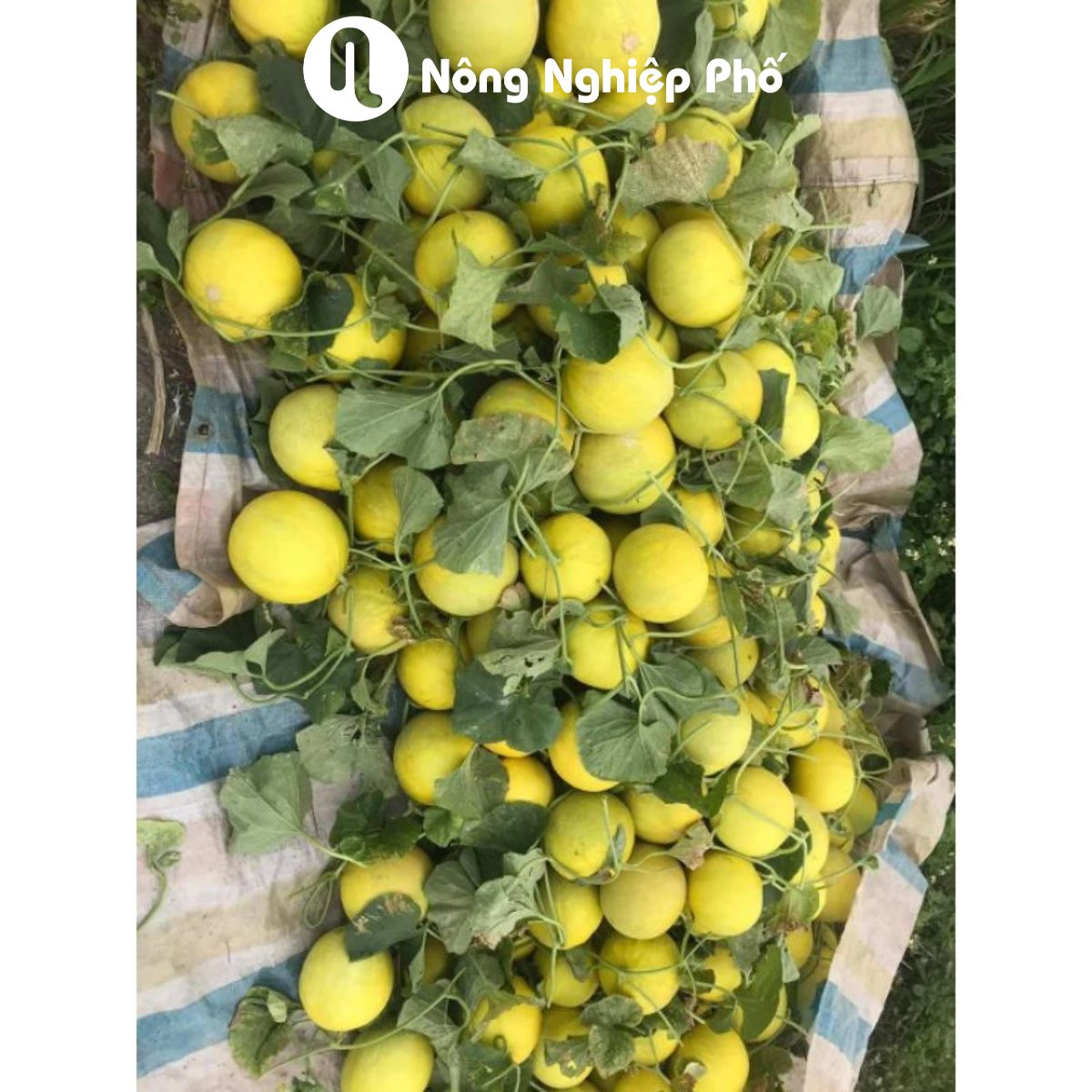Hạt giống Dưa Lê Lai F1 – Kim Hoàng Hậu – Gói 500 hạt 3