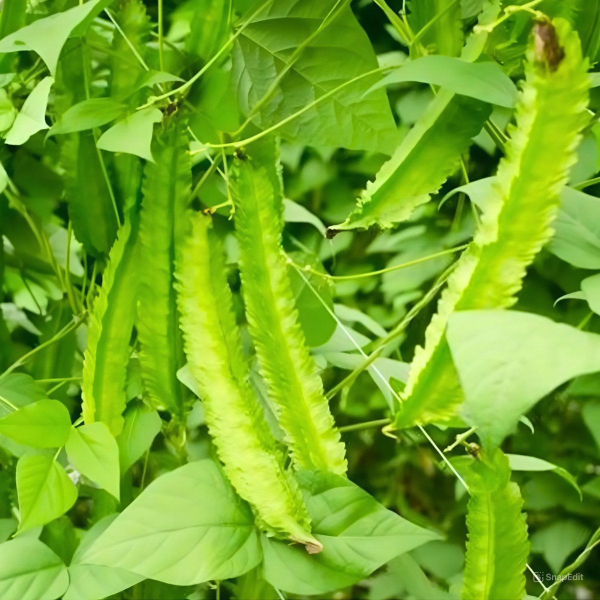 Hạt Giống Đậu Rồng Cao Sản PN 103 – Gói 10 gram 3
