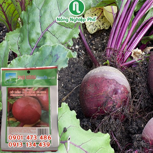 Hạt giống Củ dền CRIMSON PN – Gói 5 gram