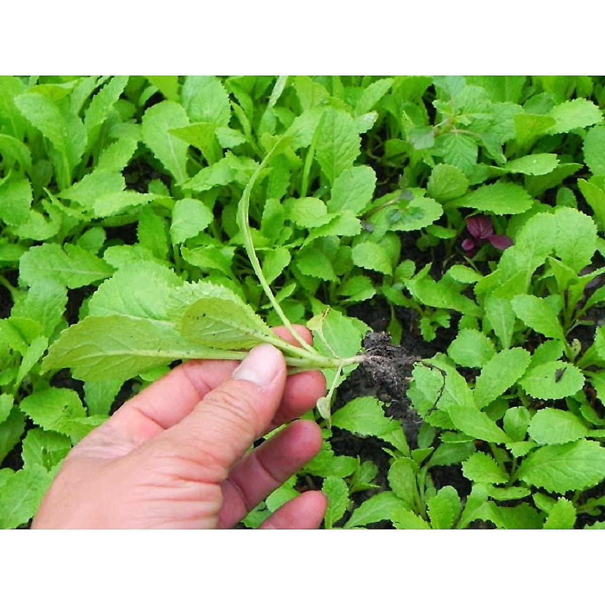 Hạt giống Cải xanh ăn non RADO 638 – Gói 20 gram 2