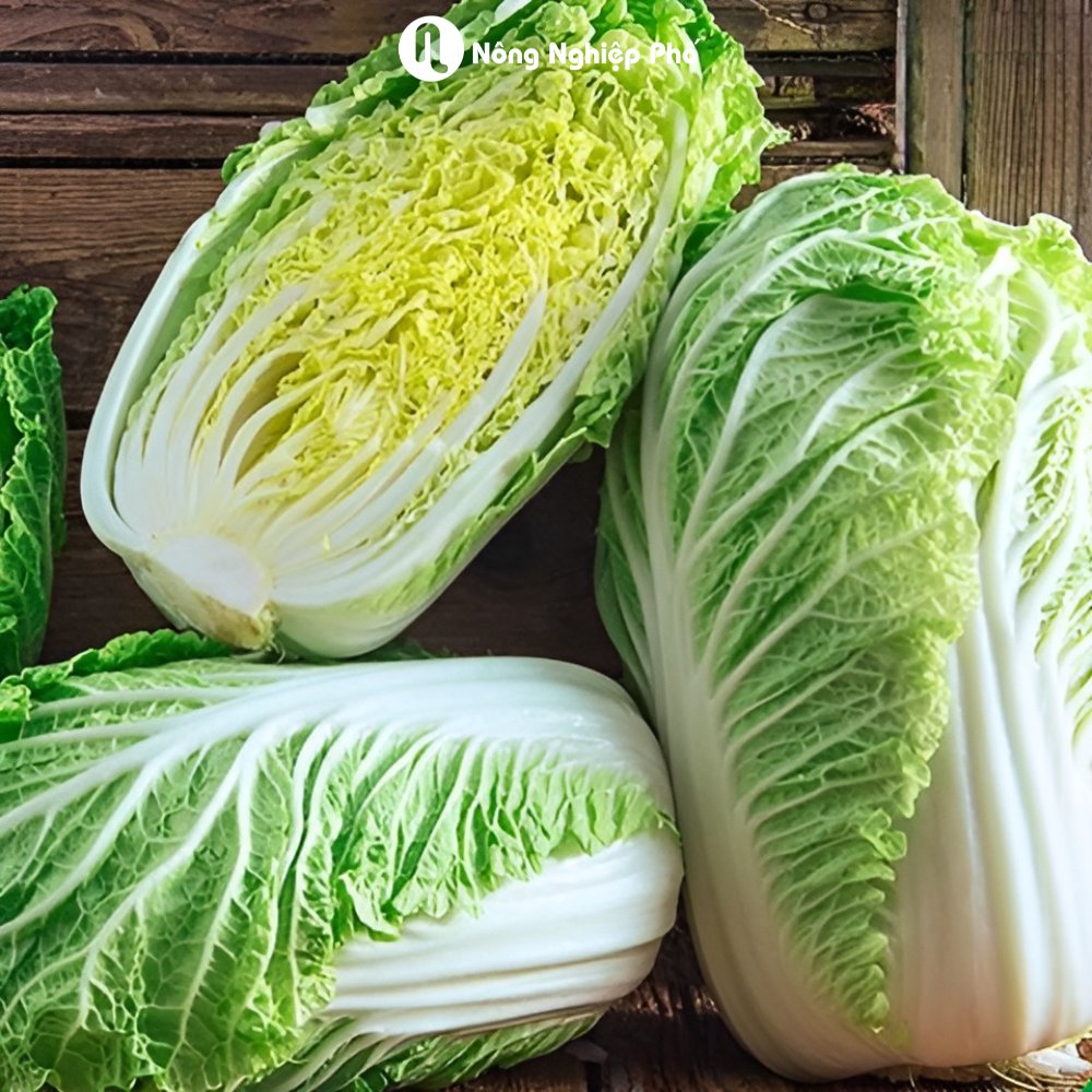 Hạt giống Cải Thảo RAMBO Rạng Đông – Gói 0.5 gram 2