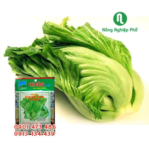 Hạt giống Cải bẹ dưa (Tòa Xại) PN 2