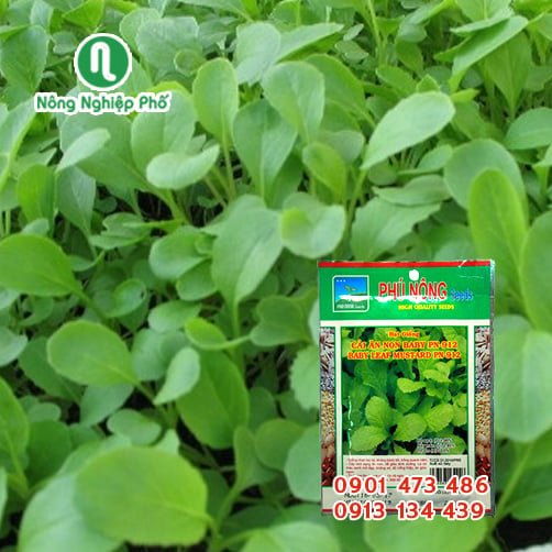 Hạt giống Cải Ăn Non Baby PN – Gói 20 gram 3