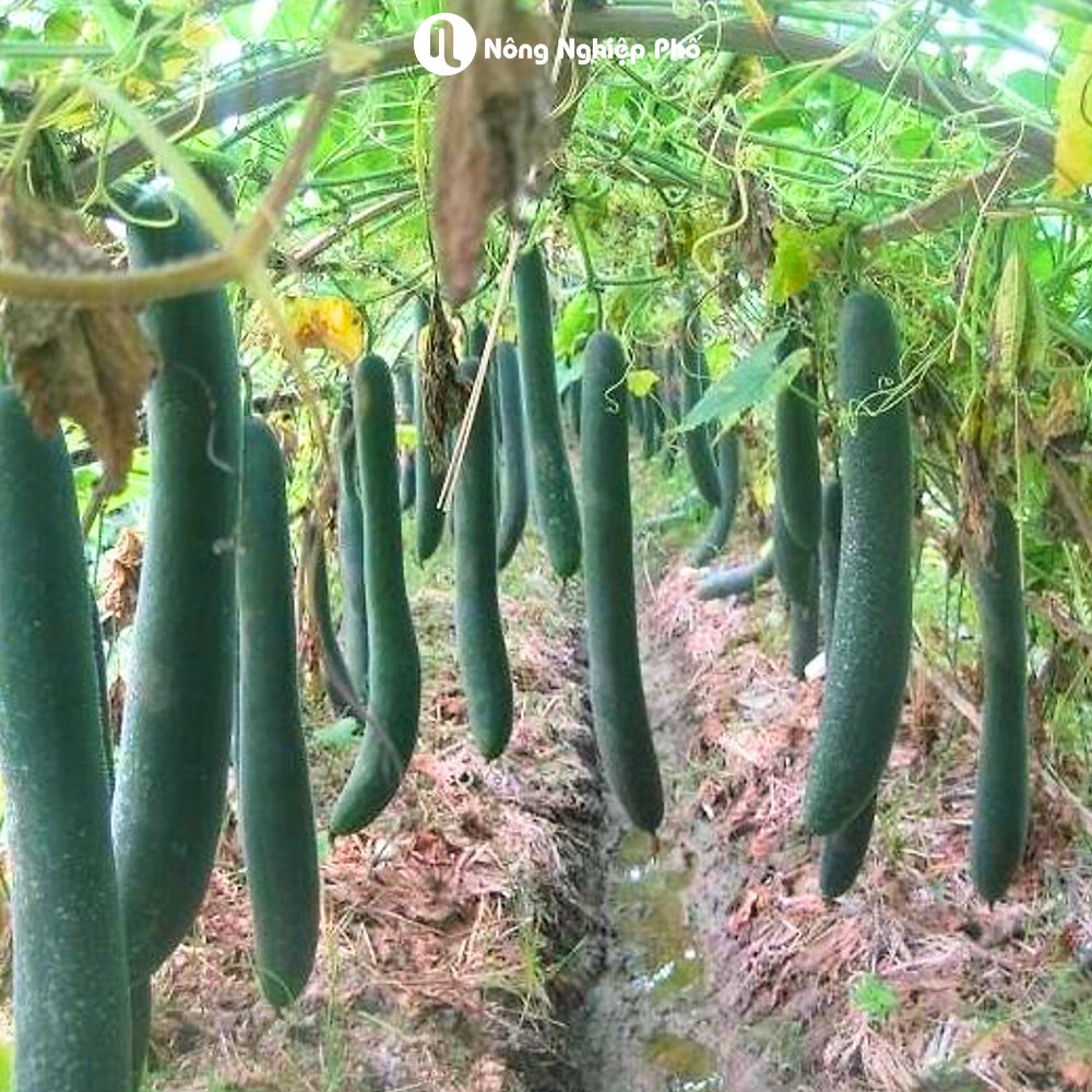 Hạt giống Bí đao xanh (Bí sặt) PN 679 – Gói 0.5 gram 3