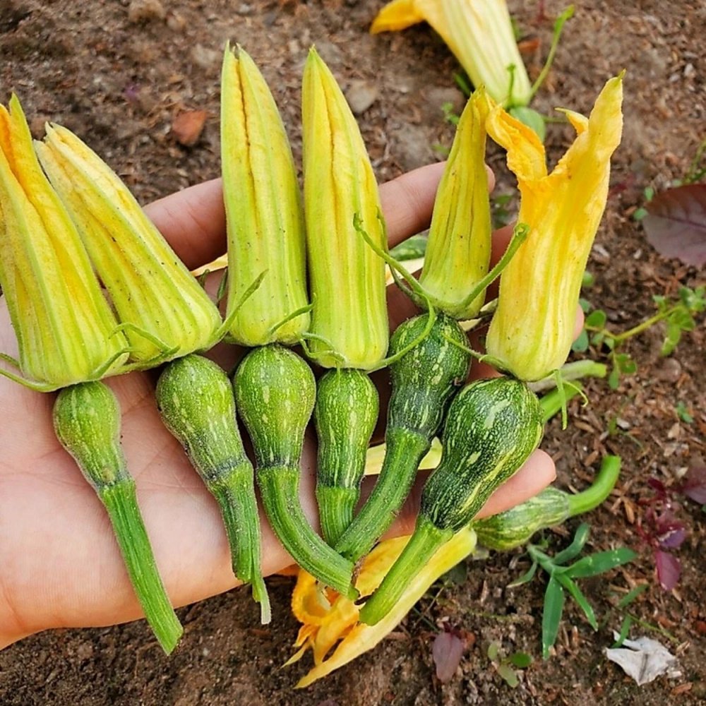 Hạt giống Bí đỏ ăn bông Rado 391 – Gói 5 gram 3
